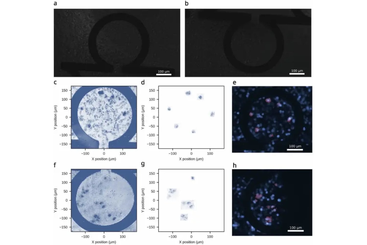 Células cuánticas: científicos logran crear un cúbit con una proteína dentro de un organismo vivo