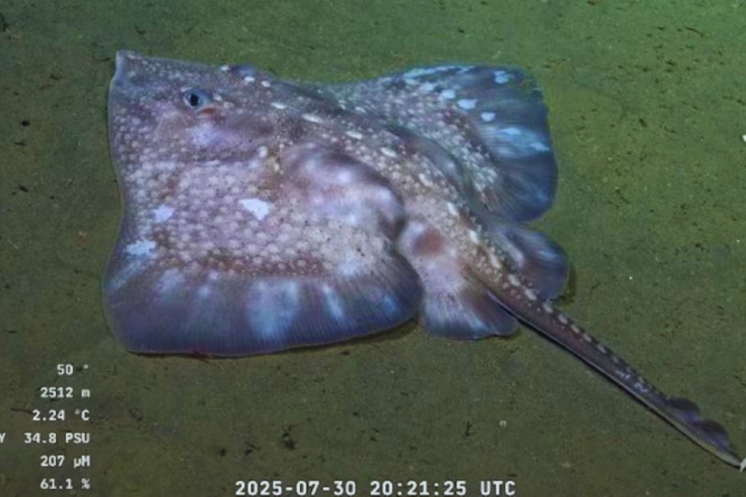 Un viaje inesperado al fondo del Mar Argentino: la misión que revela un mundo oculto a casi 4.000 metros