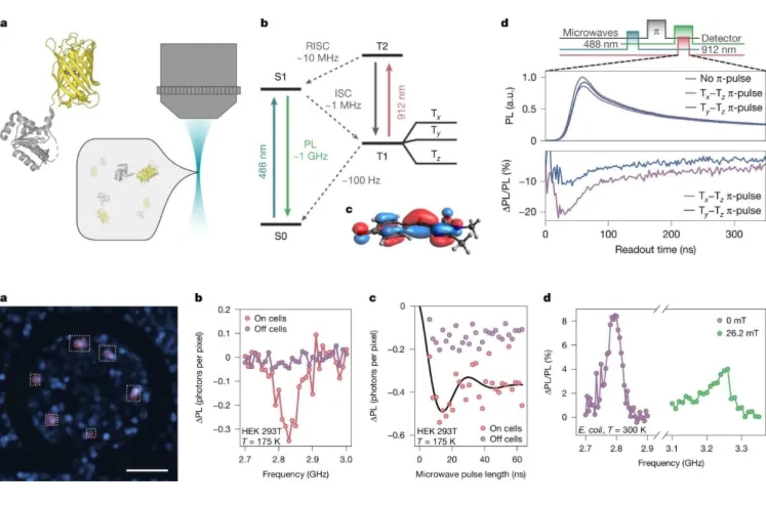Células cuánticas: científicos logran crear un cúbit con una proteína dentro de un organismo vivo
