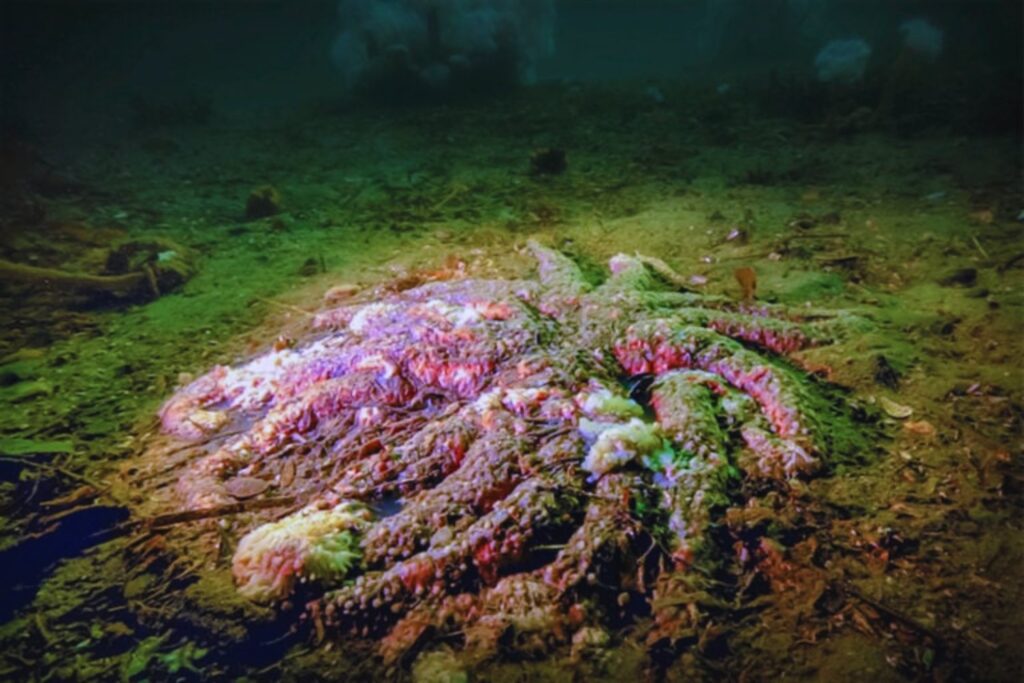 Un misterioso asesino acabó con miles de millones de estrellas de mar. Los biólogos acaban de resolver el caso
