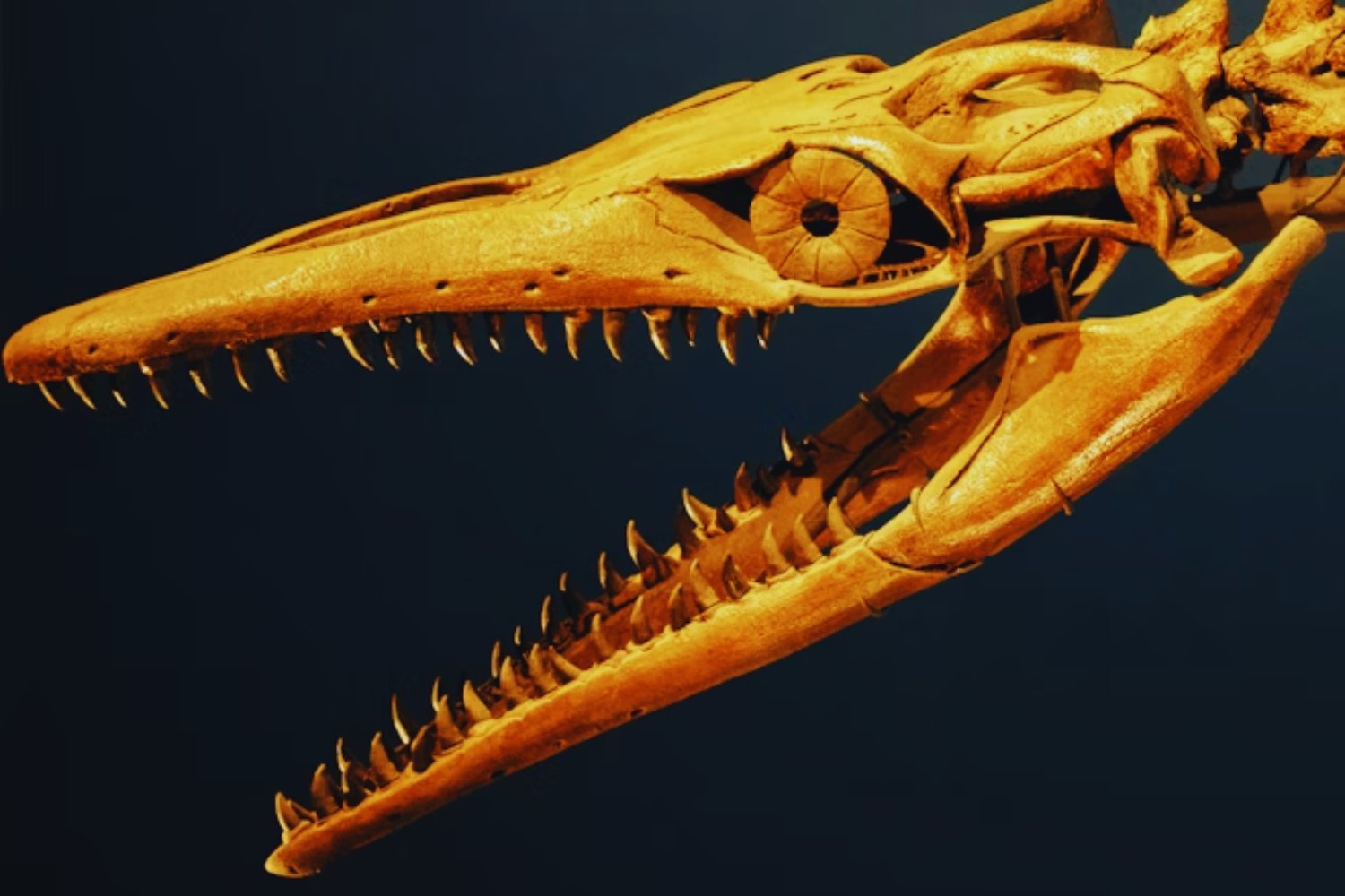 Los dientes fósiles que revelan un clima desconocido en la era de los dinosaurios