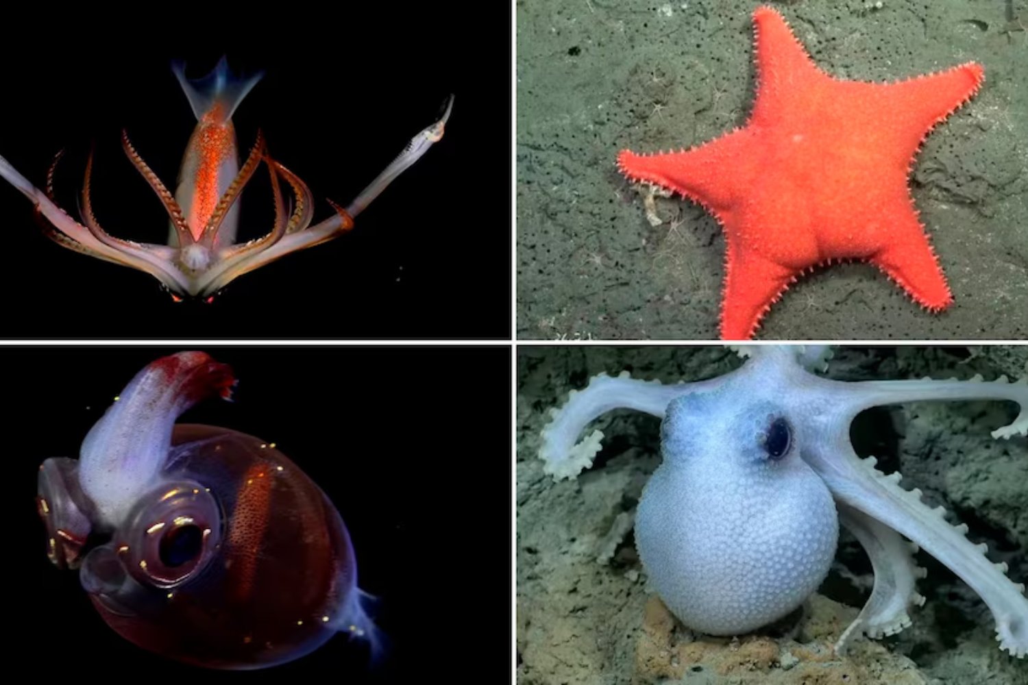 Un viaje inesperado al fondo del Mar Argentino: la misión que revela un mundo oculto a casi 4.000 metros