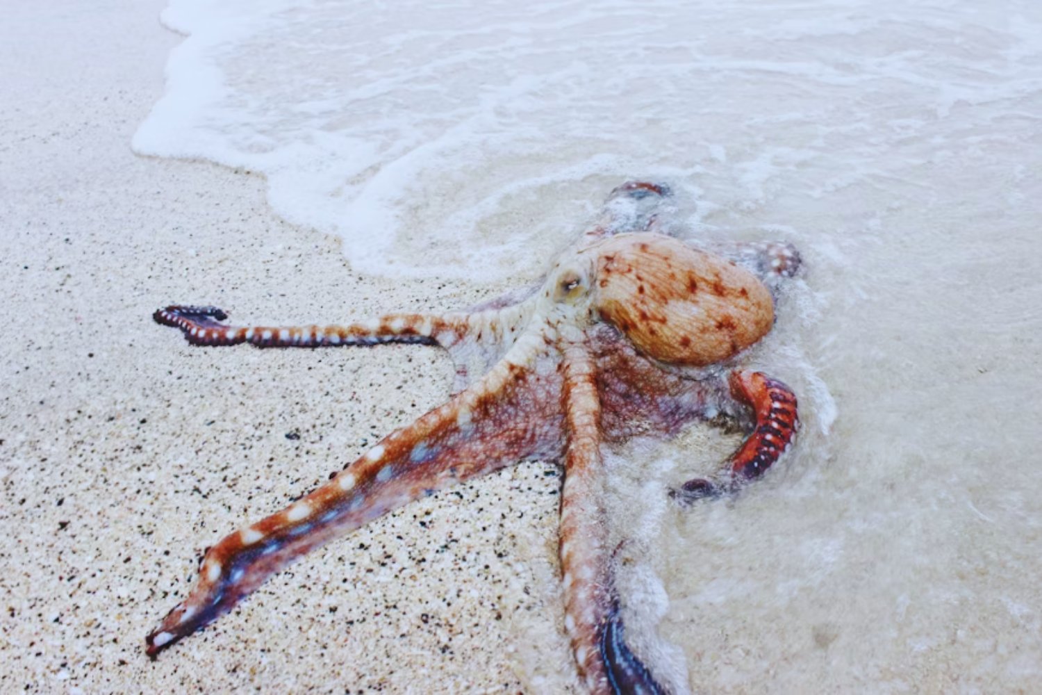 El mar británico vive una invasión inesperada: los pulpos toman el lugar de los cangrejos