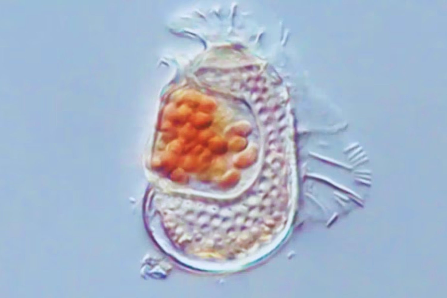 Japón encuentra un ser que desafía las reglas de la vida y la evolución