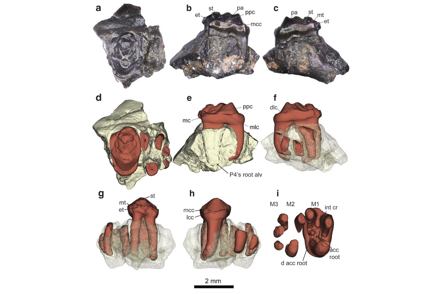 El diminuto habitante que desafía la historia: el mamífero oculto en la Patagonia desde la era de los dinosaurios
