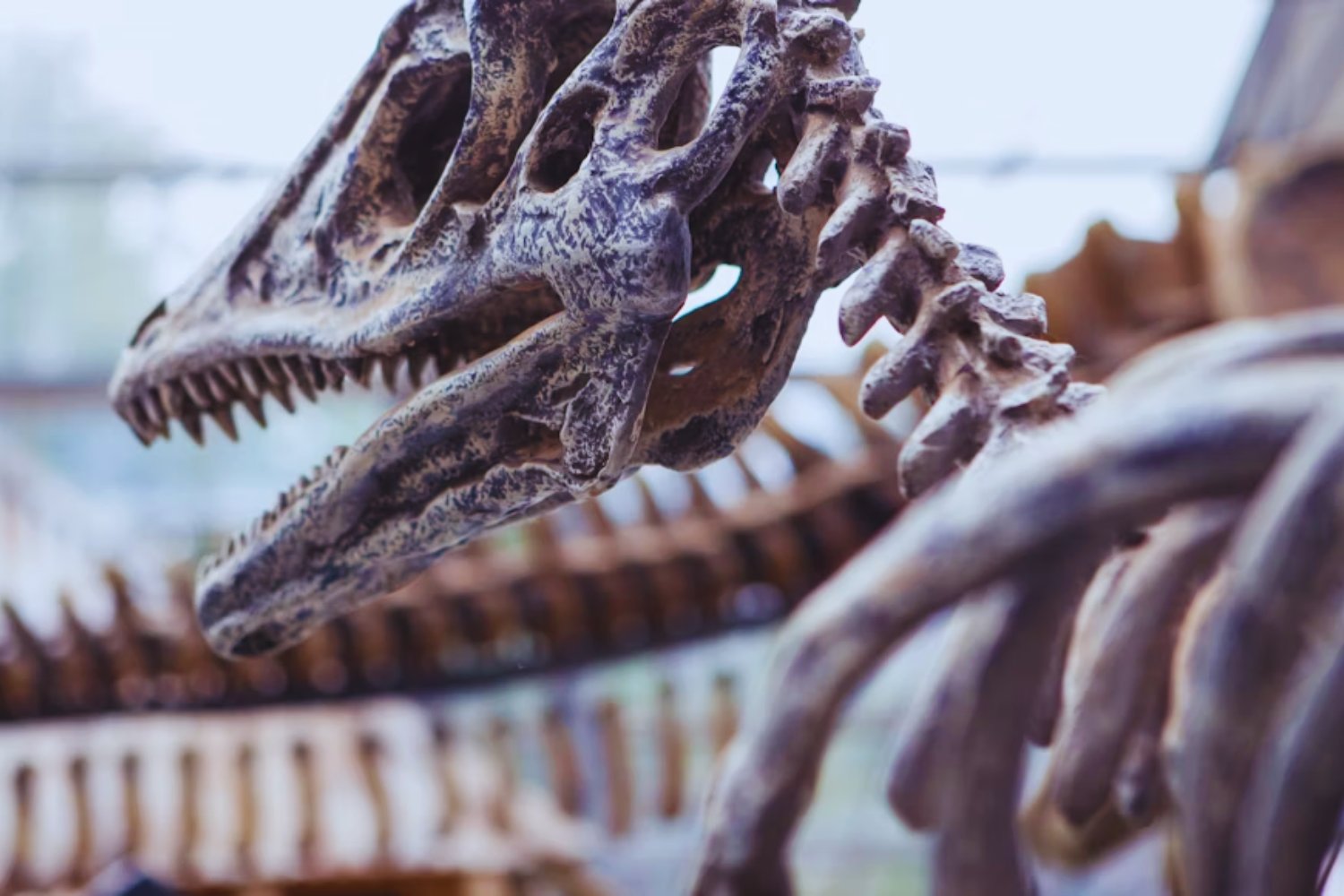 Los dientes fósiles que revelan un clima desconocido en la era de los dinosaurios