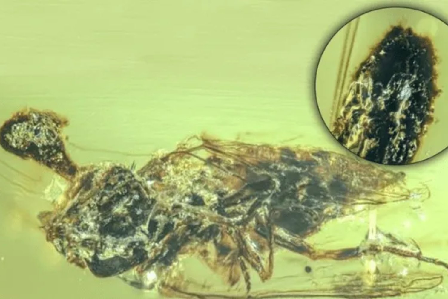 Japón encuentra un ser que desafía las reglas de la vida y la evolución