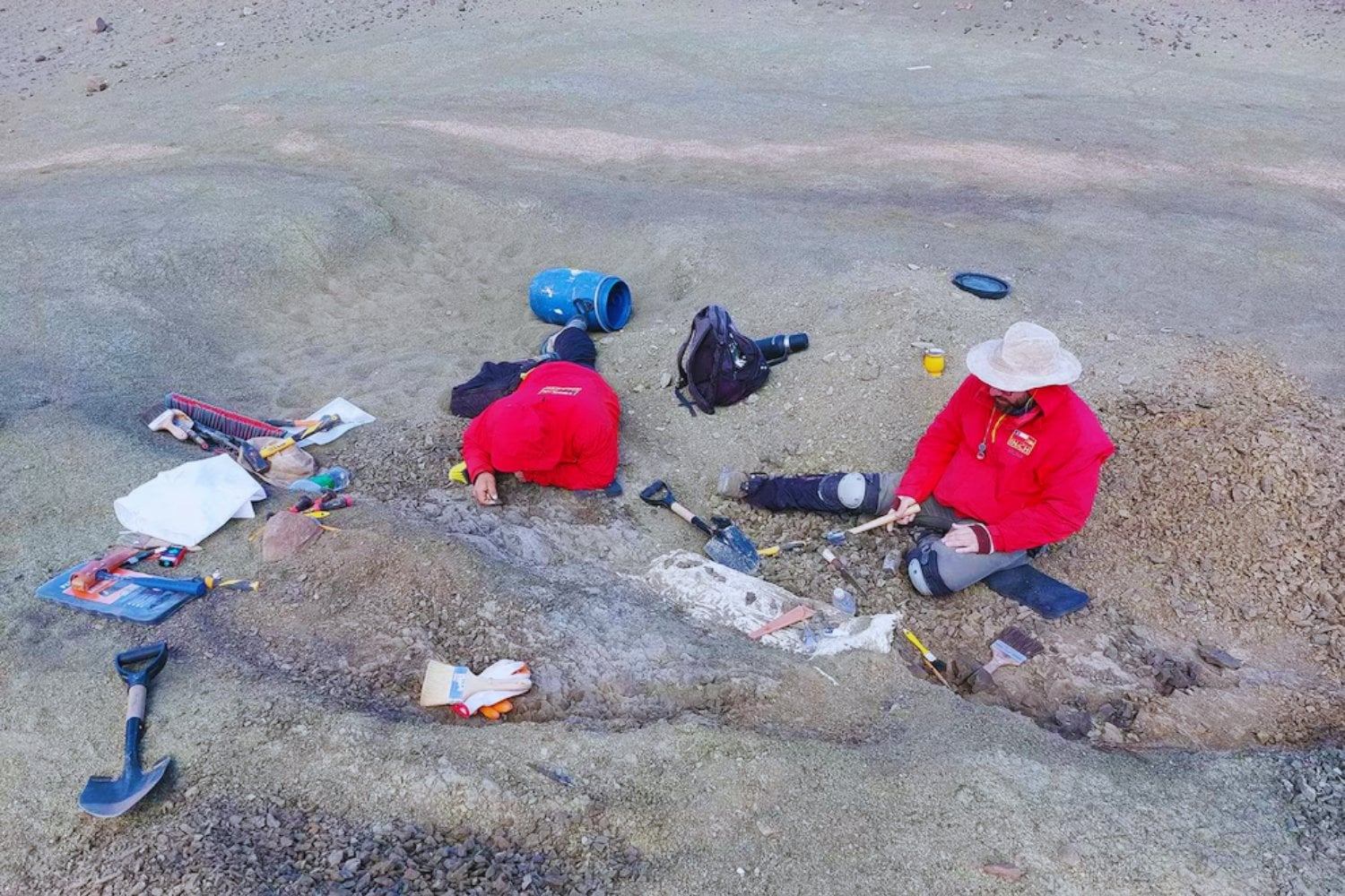 El diminuto habitante que desafía la historia: el mamífero oculto en la Patagonia desde la era de los dinosaurios
