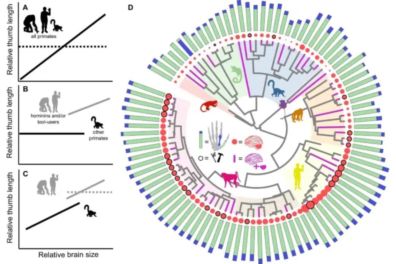 El misterio de los pulgares: la huella oculta que pudo moldear el cerebro humano