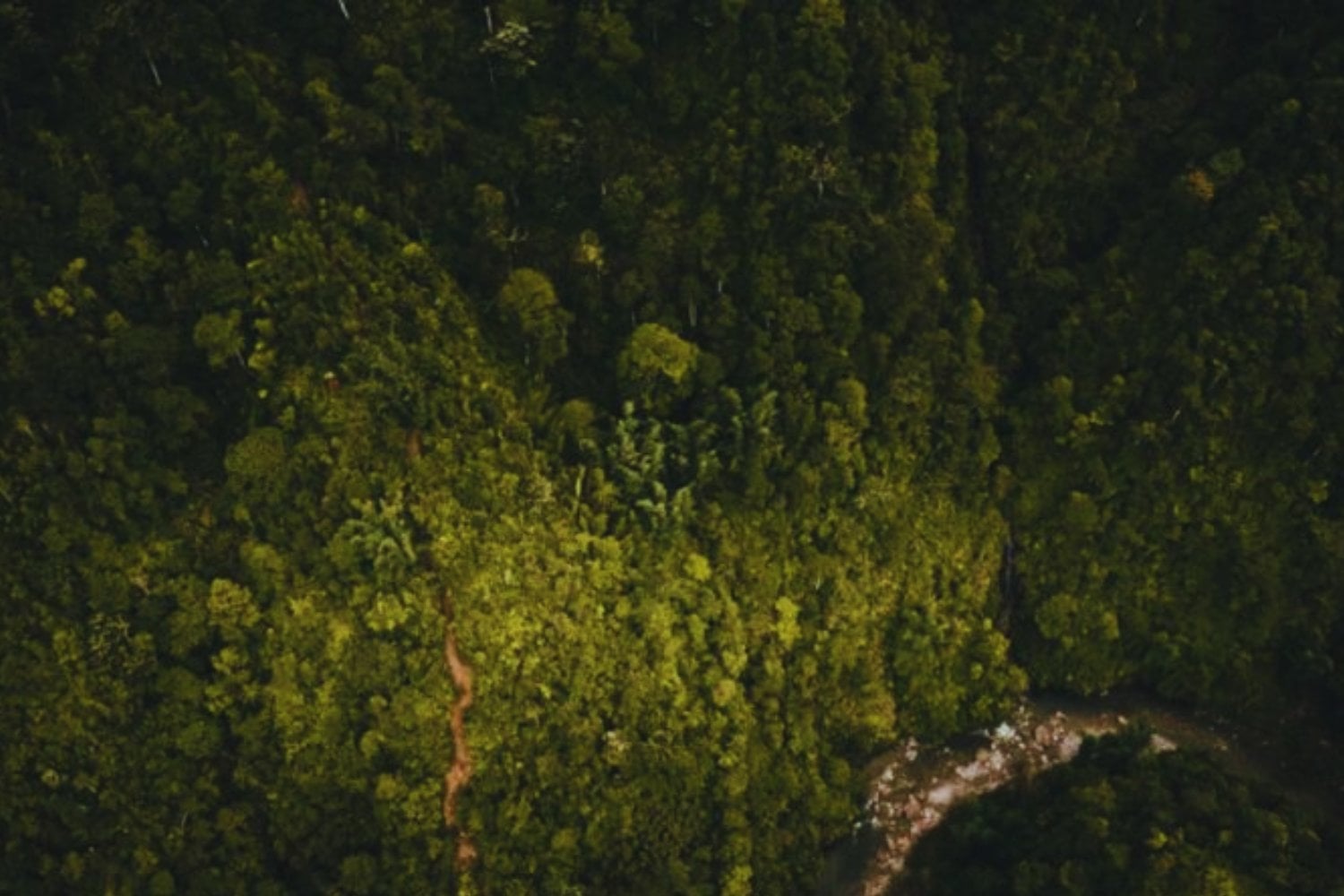 La fórmula secreta de los bosques: cómo la diversidad de árboles cambia su crecimiento