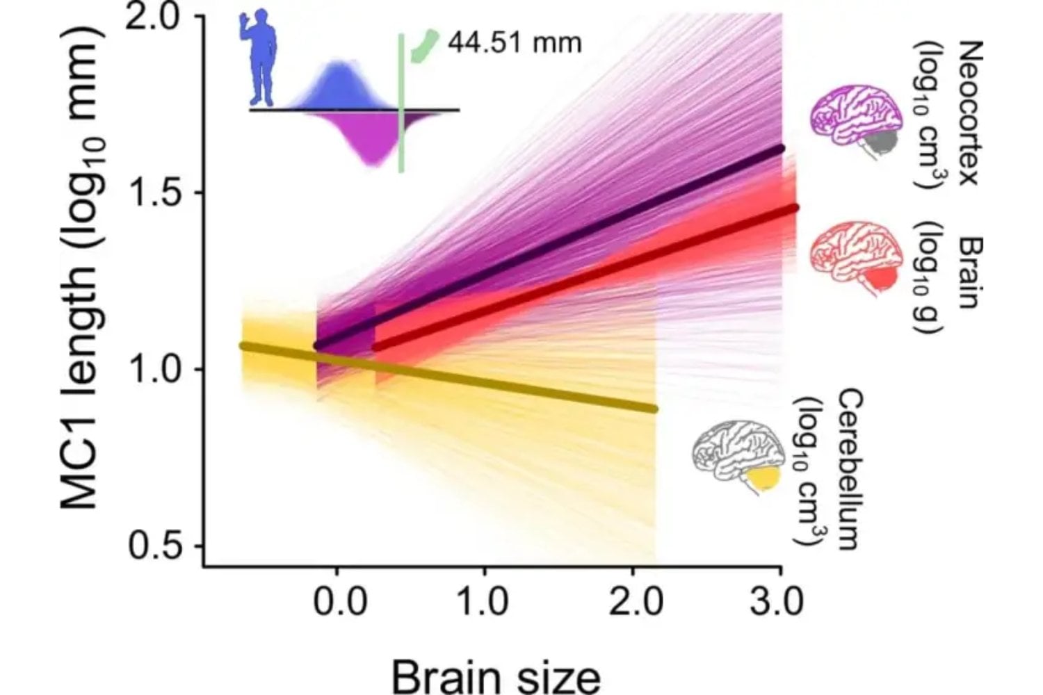 El misterio de los pulgares: la huella oculta que pudo moldear el cerebro humano