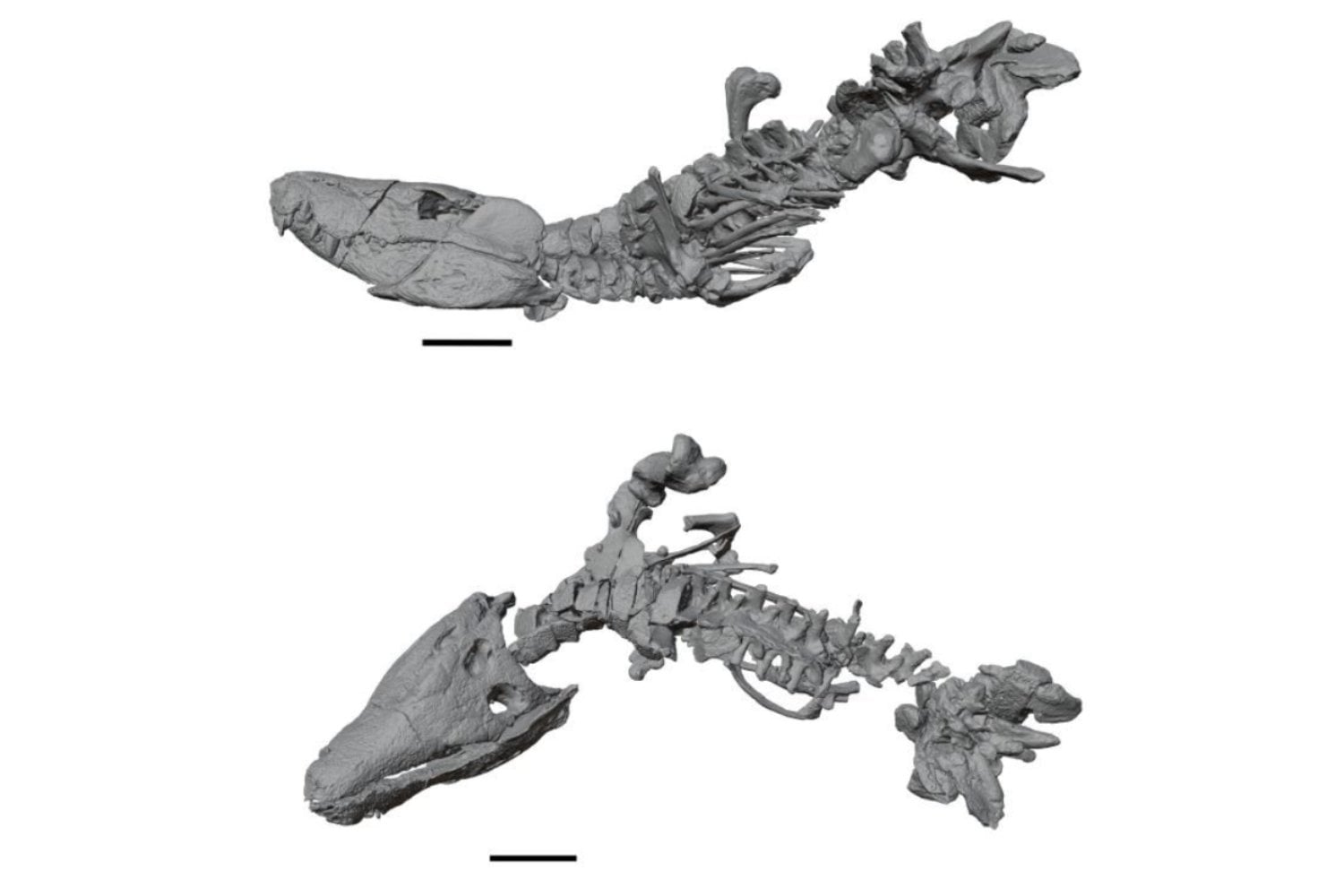 El feroz reptil patagónico que rivalizó con los dinosaurios: así era Kostensuchus atrox