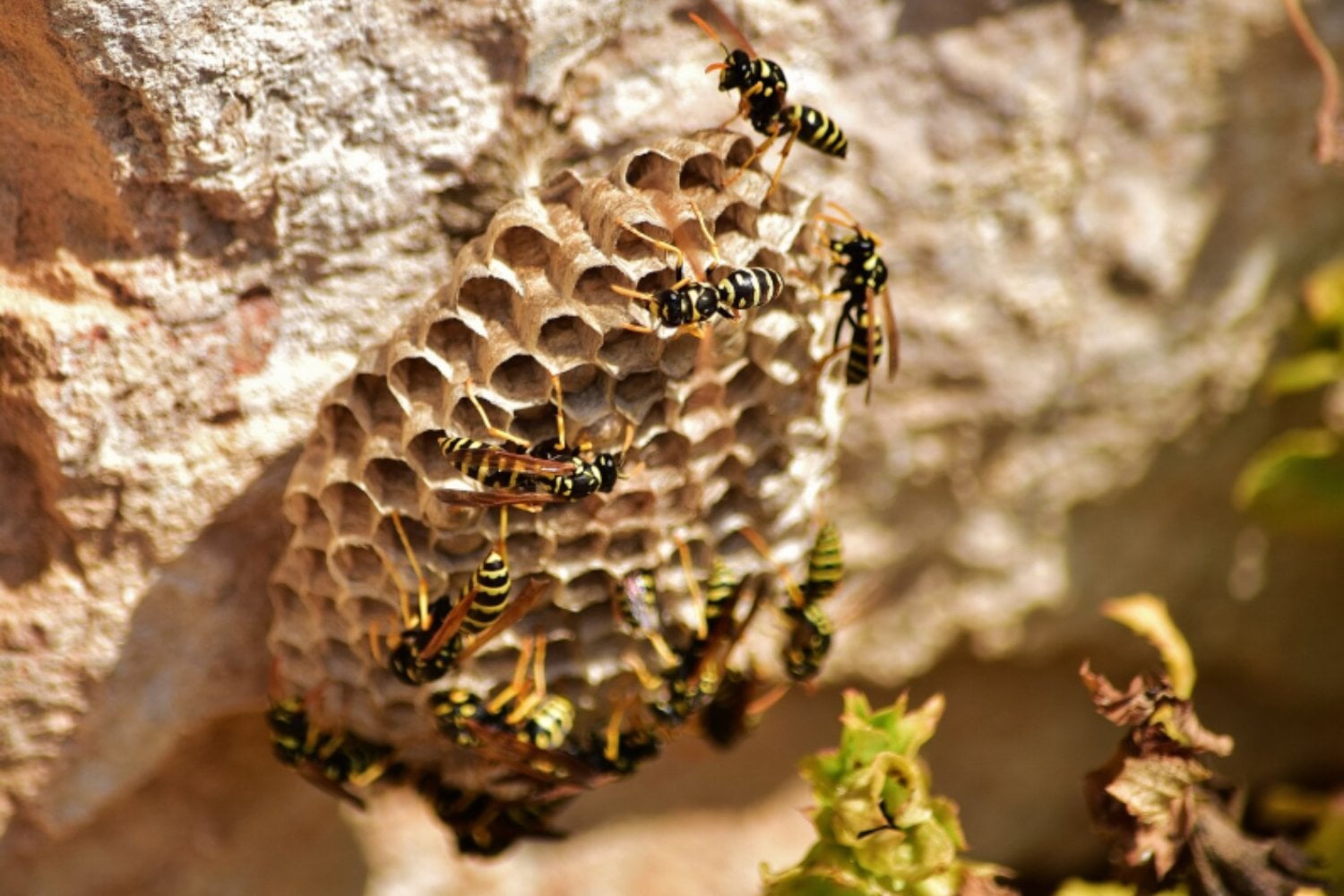 Avispas: las aliadas invisibles que sostienen nuestros ecosistemas