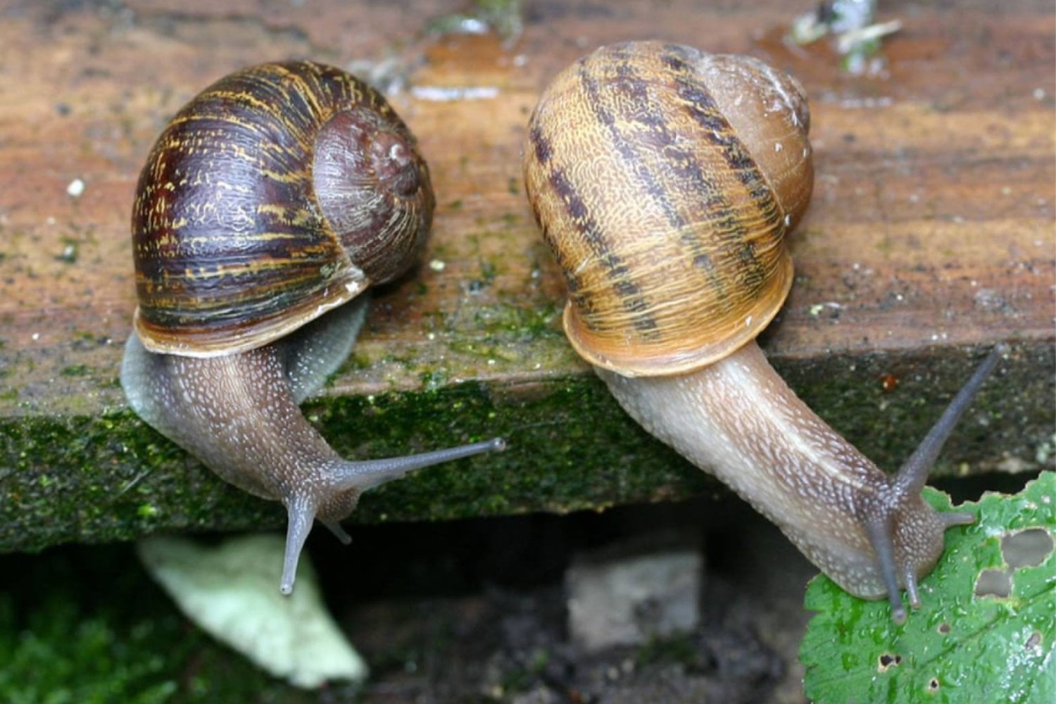 El enigma de los caracoles zurdos: cuando un gen invierte la vida entera de un molusco