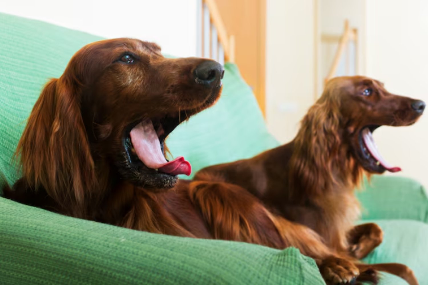 Las razas de perro con más riesgo de sobrepeso (y no solo por la comida)
