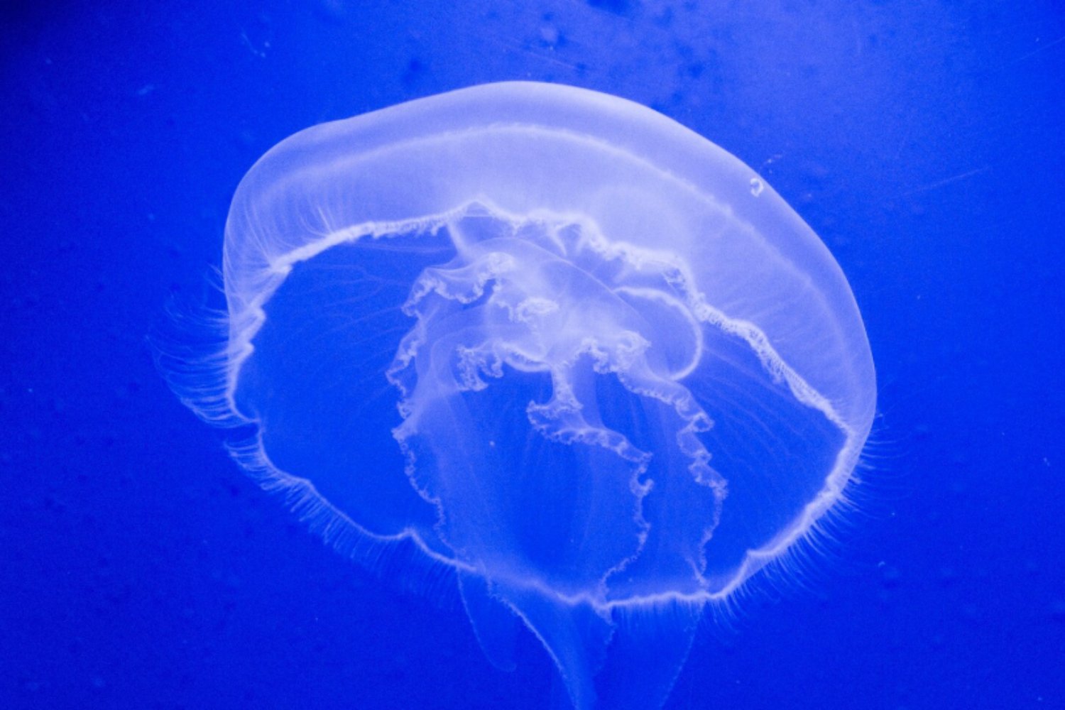 Medusas convertidas en “cyborgs”: la sorprendente apuesta para explorar las profundidades del océano