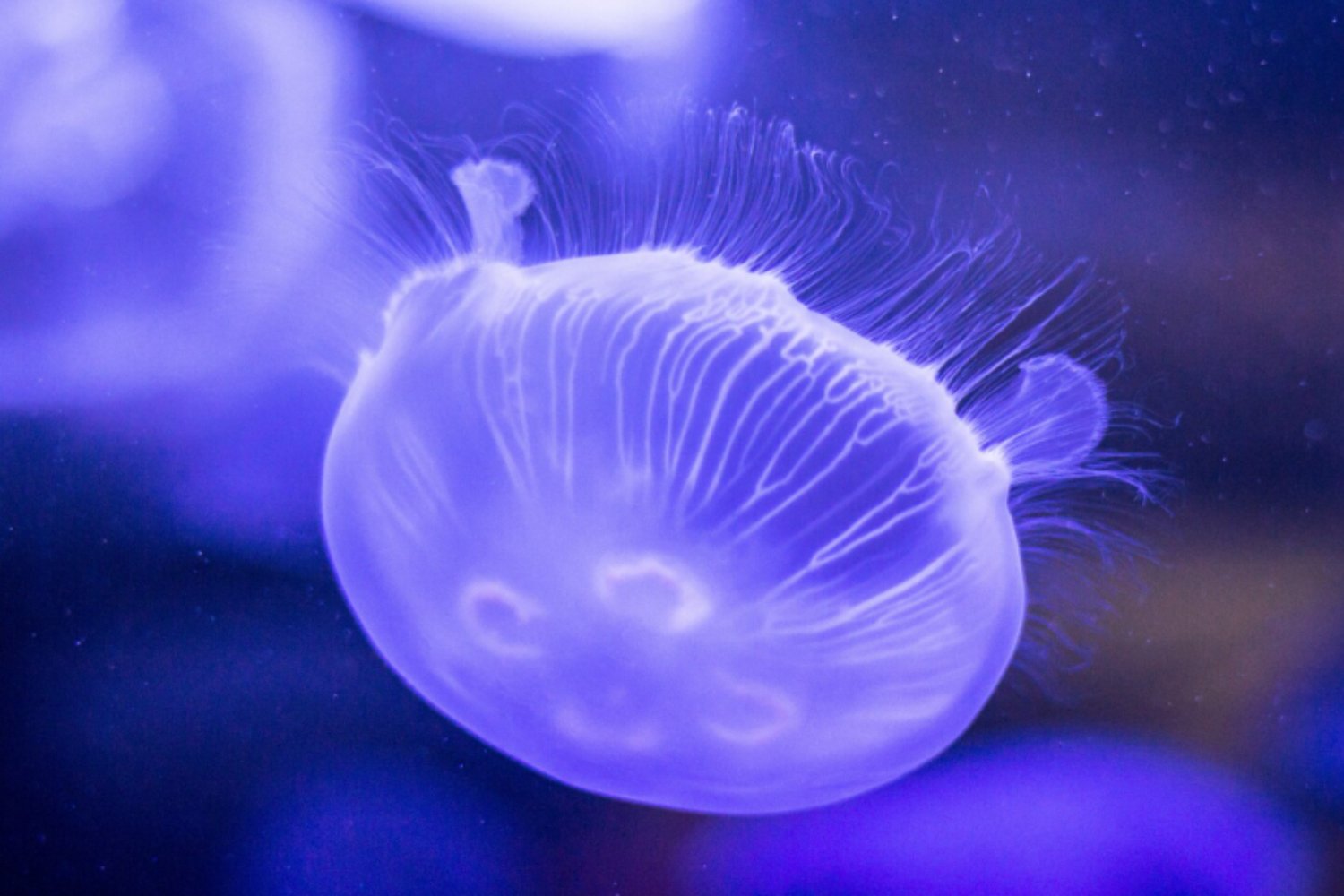 Medusas convertidas en “cyborgs”: la sorprendente apuesta para explorar las profundidades del océano