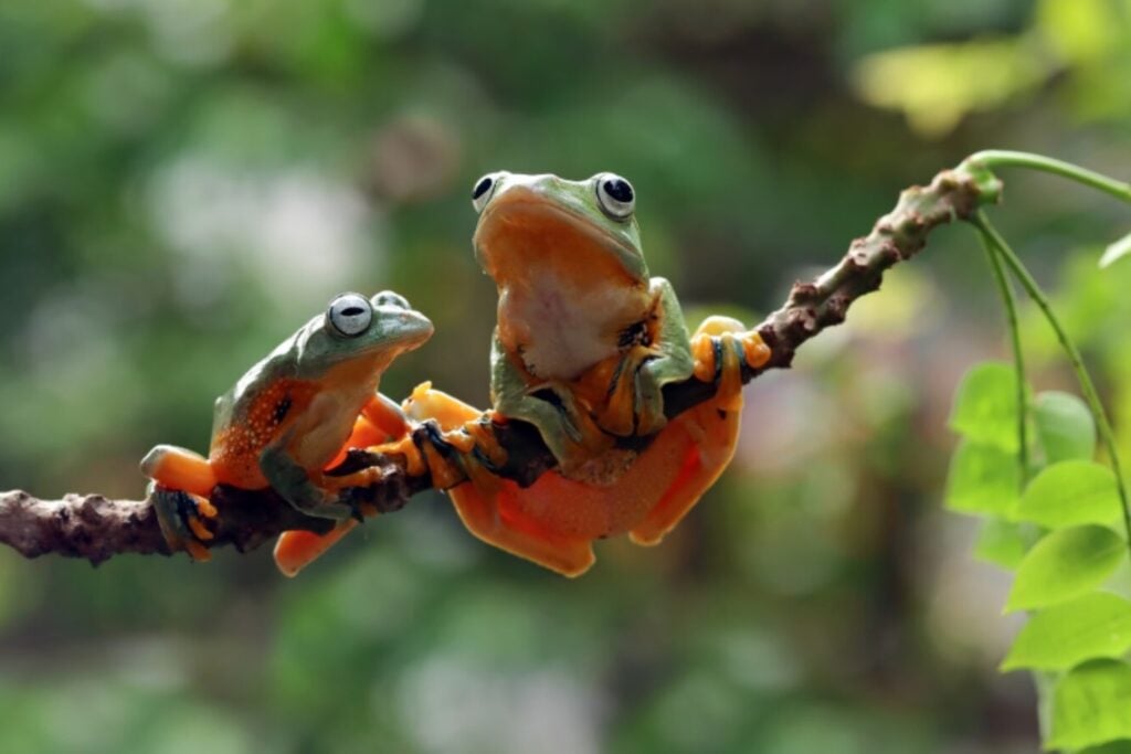 La extinción silenciosa: por qué perder biodiversidad puede acabar con la humanidad