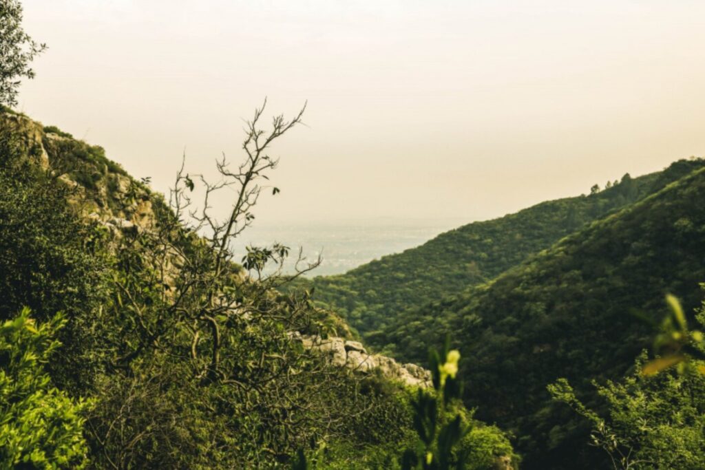 El falso verdor de Andalucía: cuando los bosques parecen más sanos de lo que realmente están
