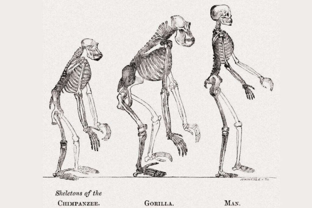 El misterio genético que permitió a los humanos caminar erguidos