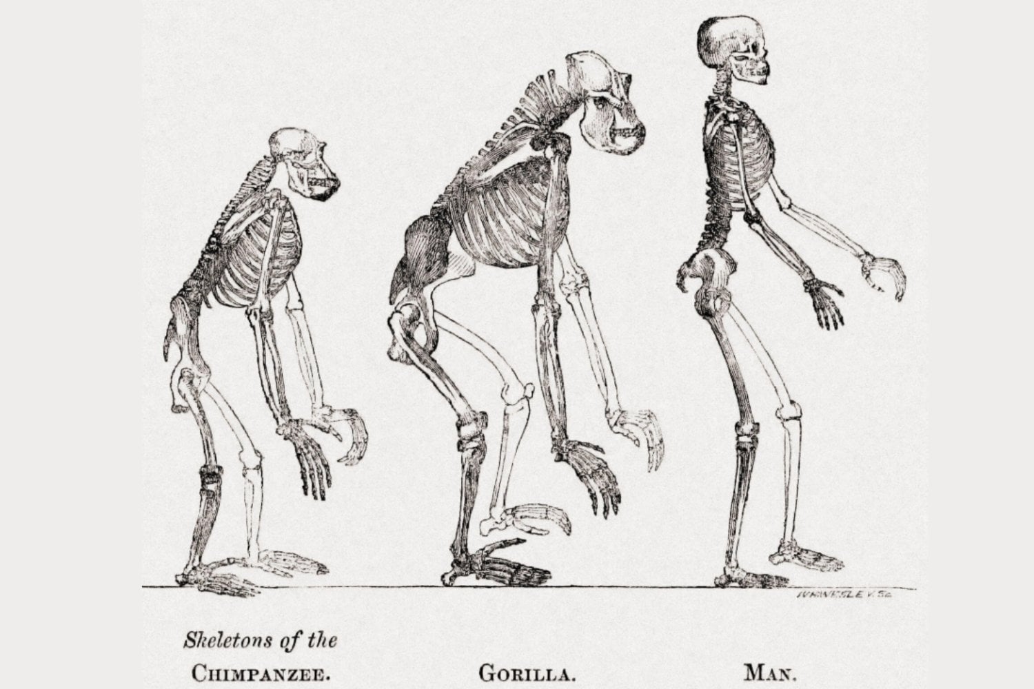 El misterio genético que permitió a los humanos caminar erguidos