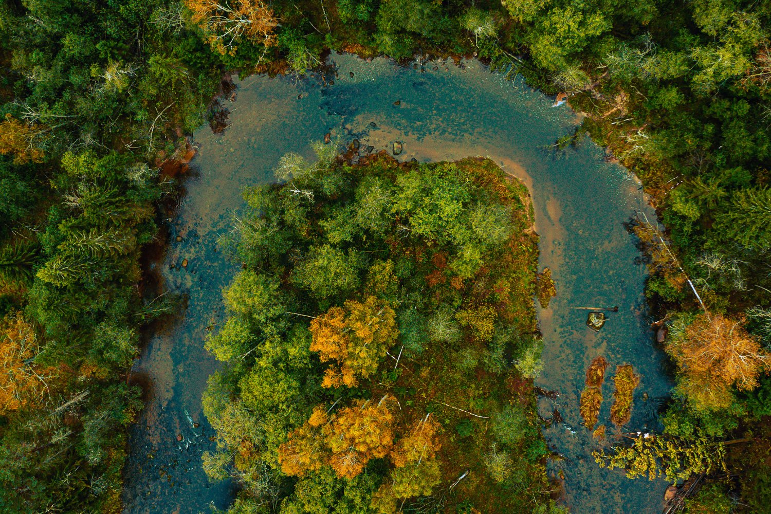 La extinción silenciosa: por qué perder biodiversidad puede acabar con la humanidad