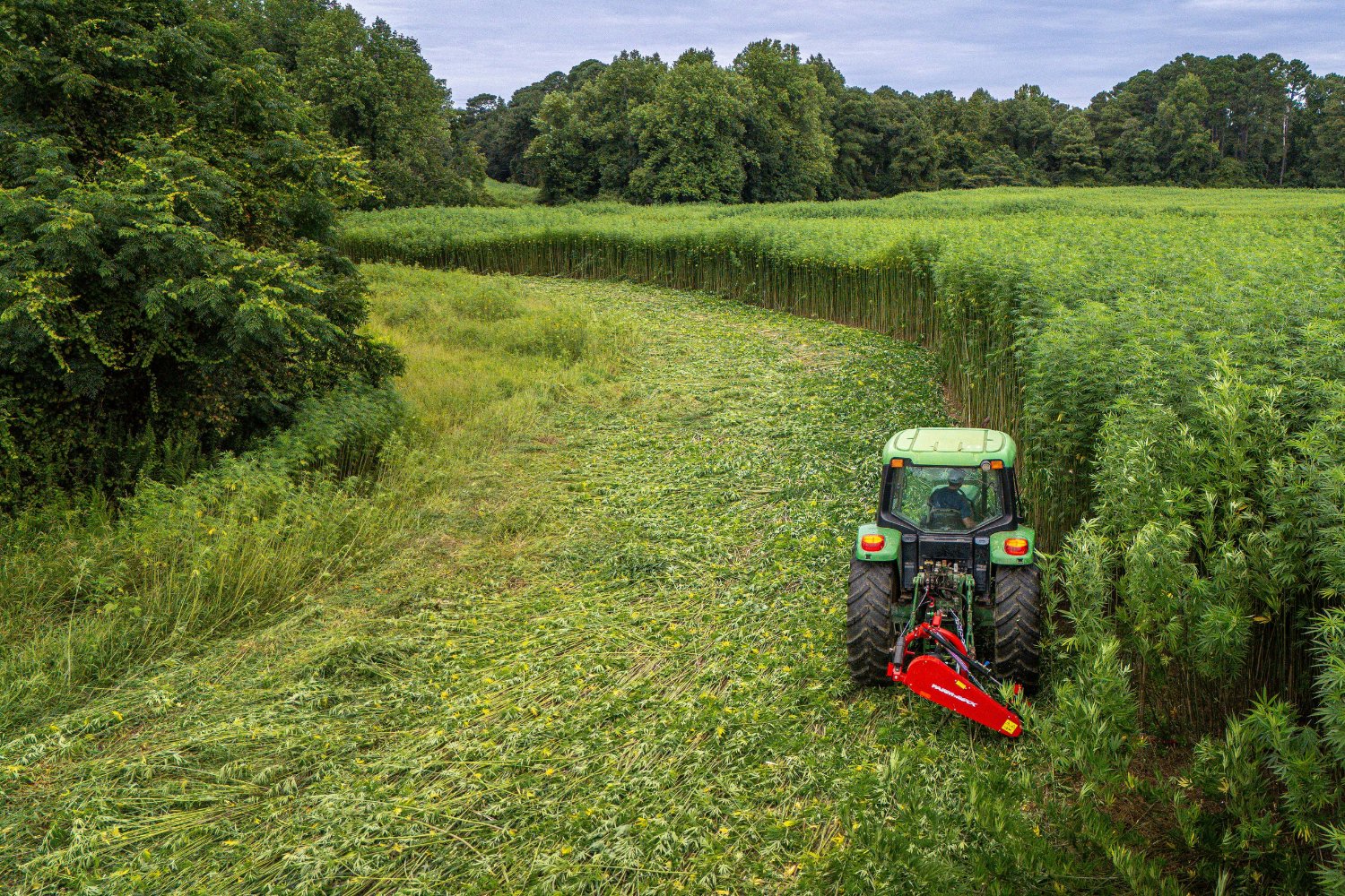 El misterio enterrado en la tierra: lo que une al tomate y la patata desde hace millones de años