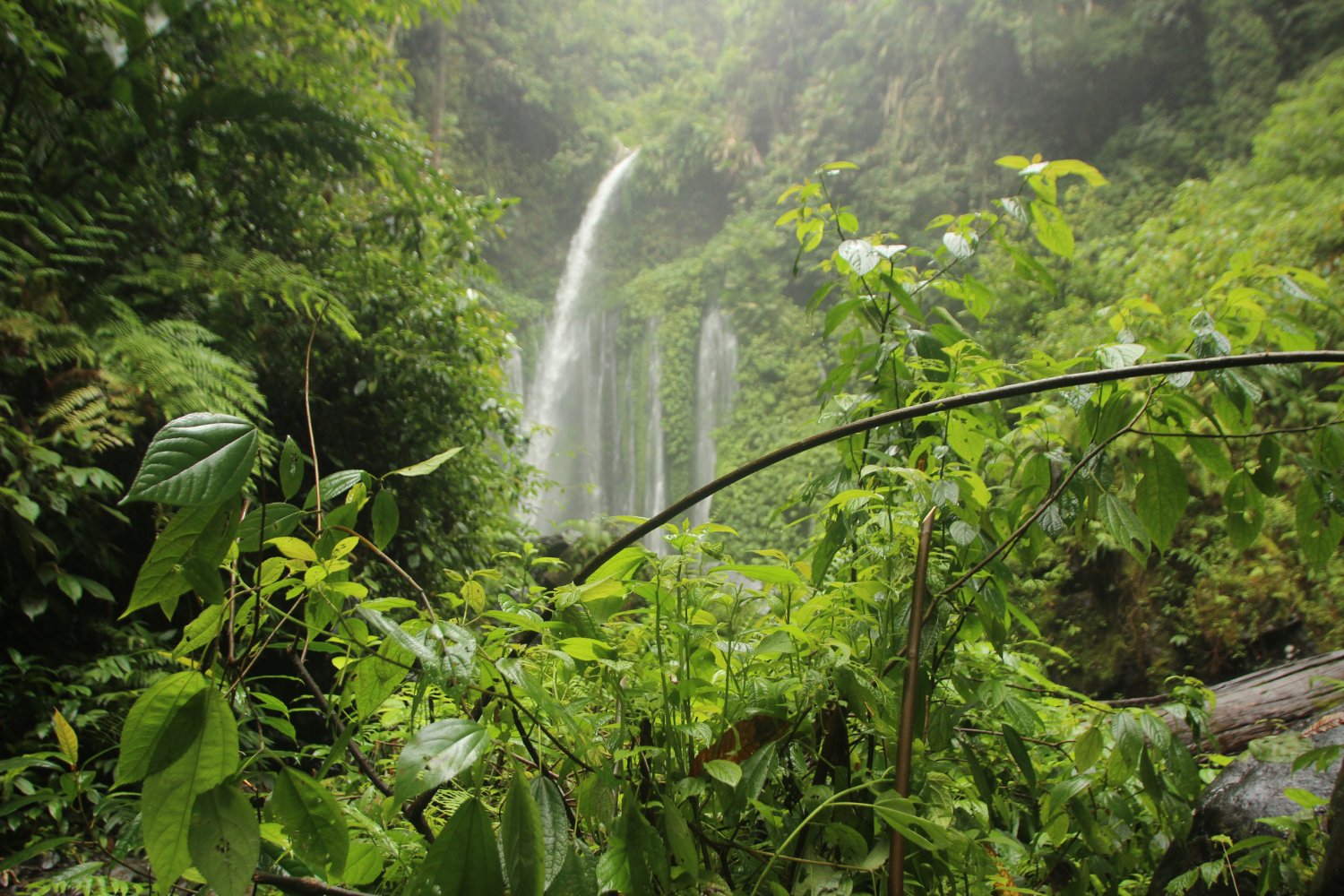La extinción silenciosa: por qué perder biodiversidad puede acabar con la humanidad