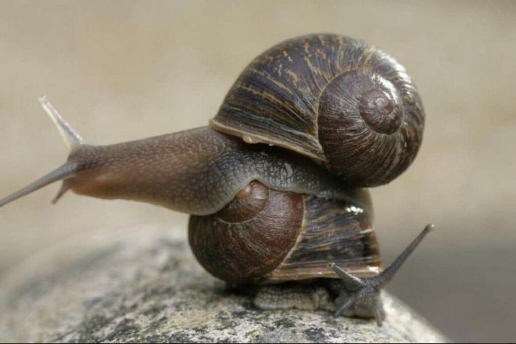 El enigma de los caracoles zurdos: cuando un gen invierte la vida entera de un molusco