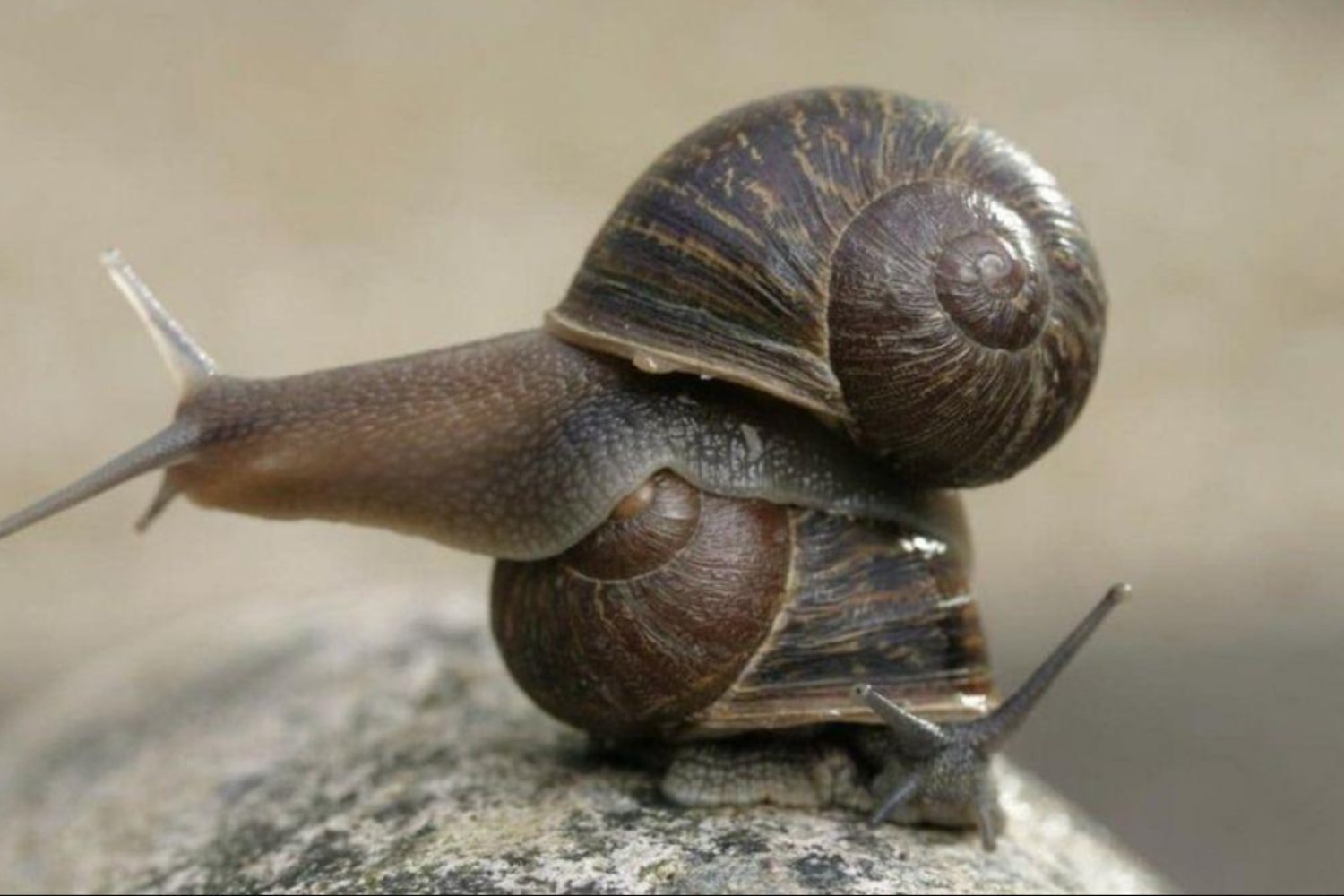 El enigma de los caracoles zurdos: cuando un gen invierte la vida entera de un molusco