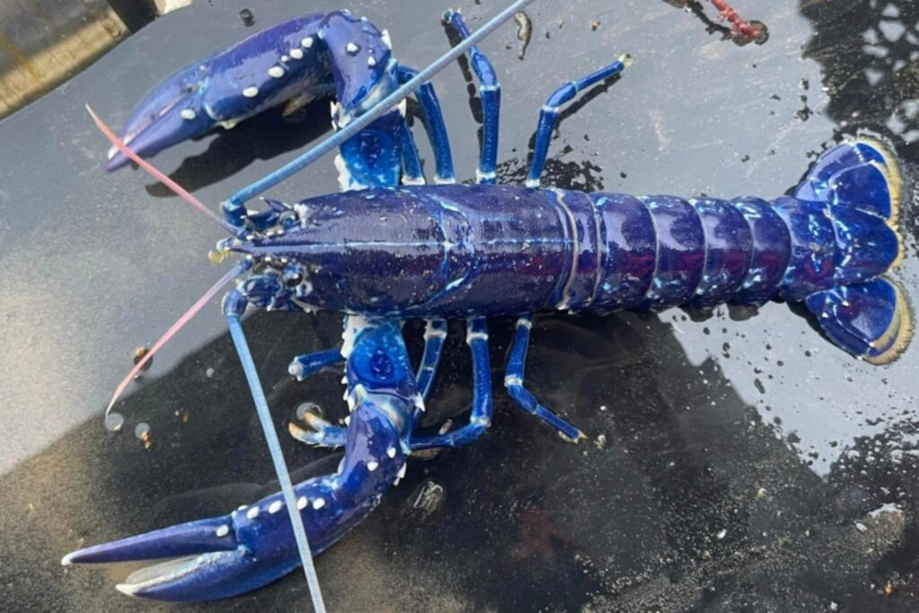 Neptuno, la langosta azul que asombra a la ciencia por su rareza y su edad