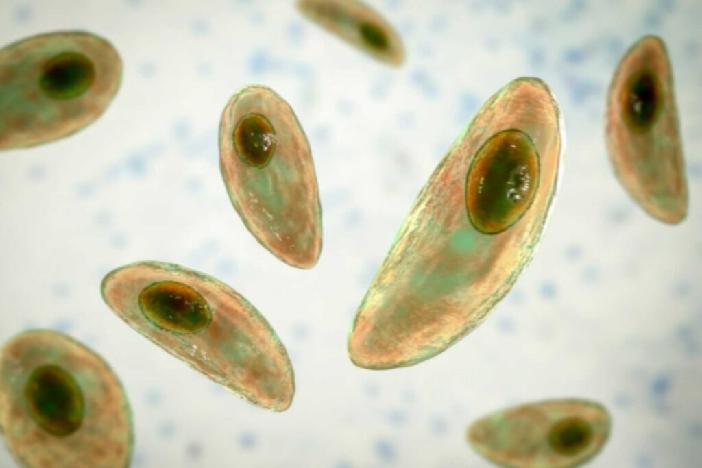 El punto débil oculto del parásito del Chagas que podría cambiar la medicina