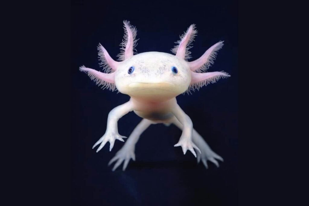 Solo quedaban 36 ajolotes en libertad: la carrera contrarreloj para salvar al anfibio más extraordinario de México