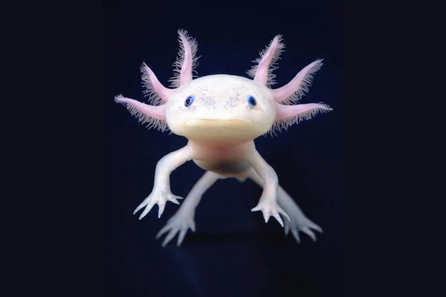 Solo quedaban 36 ajolotes en libertad: la carrera contrarreloj para salvar al anfibio más extraordinario de México