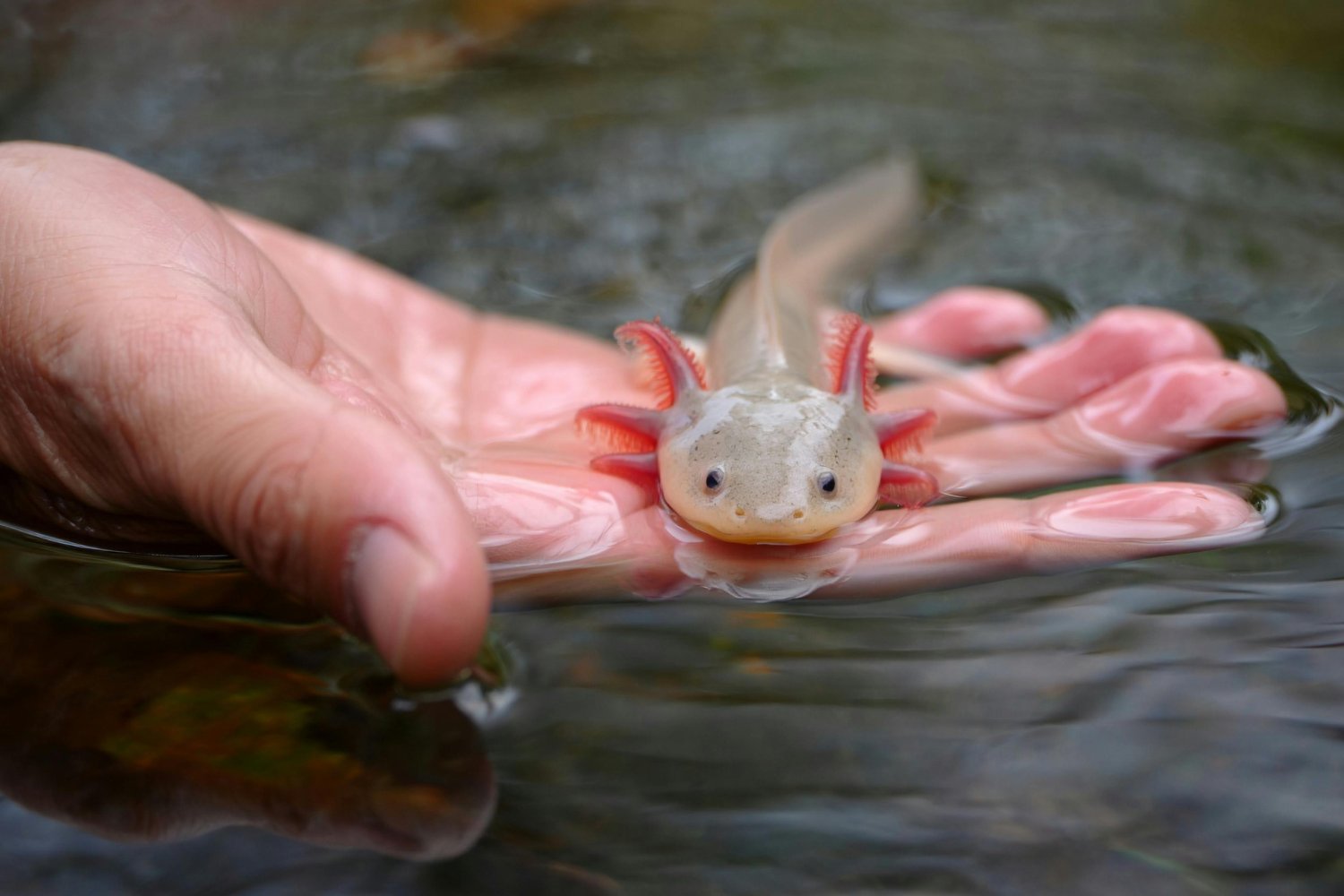 Solo quedaban 36 ajolotes en libertad: la carrera contrarreloj para salvar al anfibio más extraordinario de México