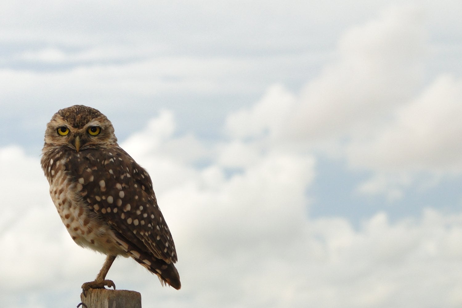 El búho de Atenea: el misterioso símbolo que esconde la sabiduría de los dioses