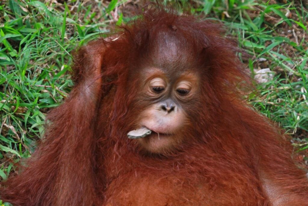 El secreto de los orangutanes para sobrevivir entre banquetes y hambrunas