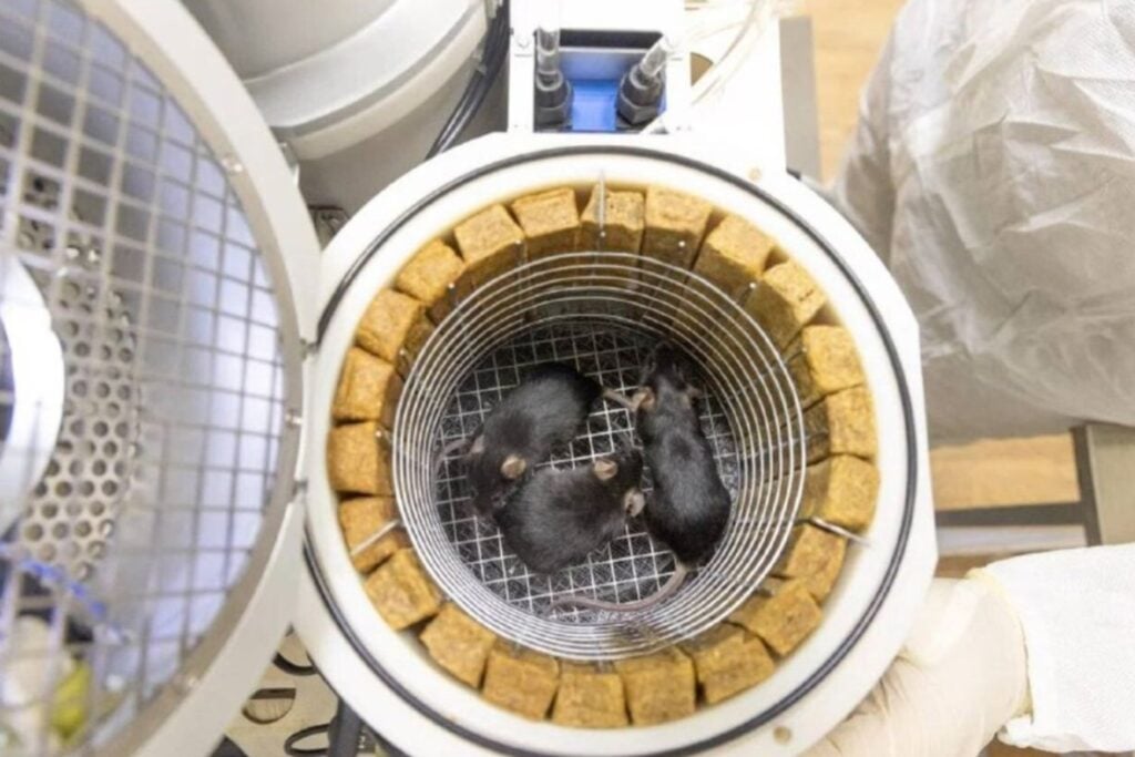 Ratones nacidos del espacio: el experimento que podría cambiar el futuro humano