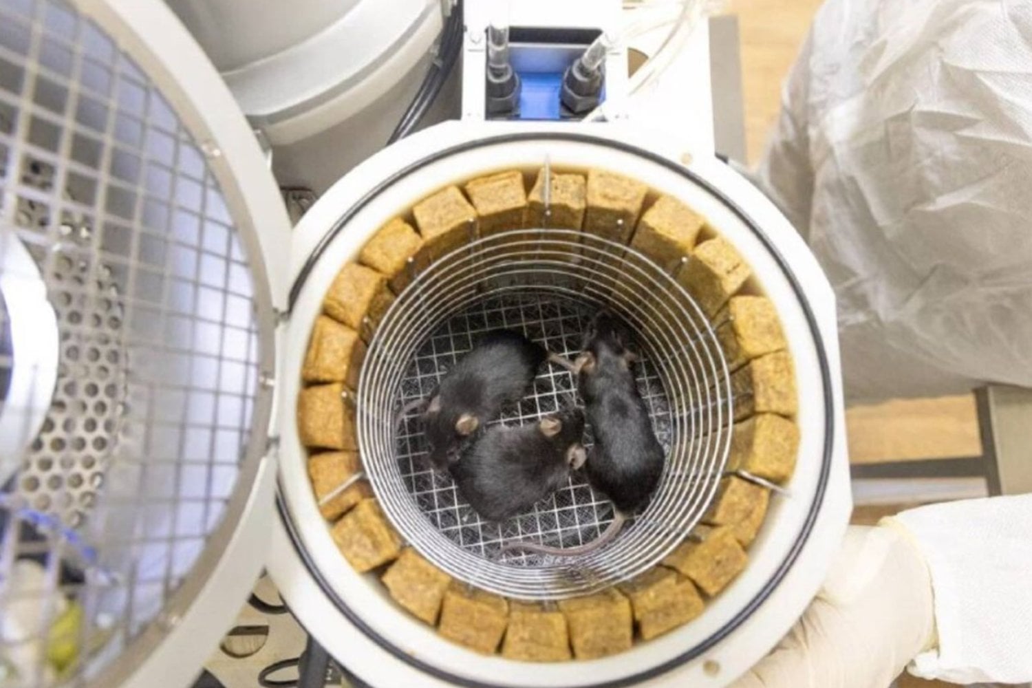 Ratones nacidos del espacio: el experimento que podría cambiar el futuro humano