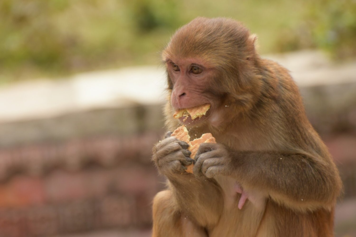 El secreto de los orangutanes para sobrevivir entre banquetes y hambrunas