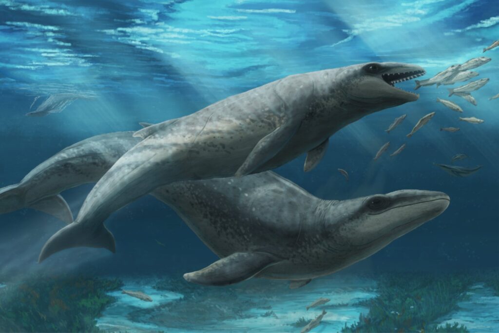 El fósil de ballena carnívora que reescribe la historia marina en Australia