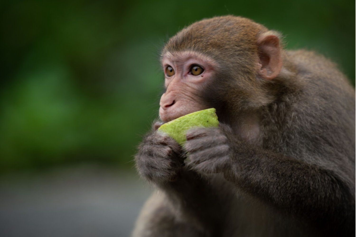 El secreto de los orangutanes para sobrevivir entre banquetes y hambrunas