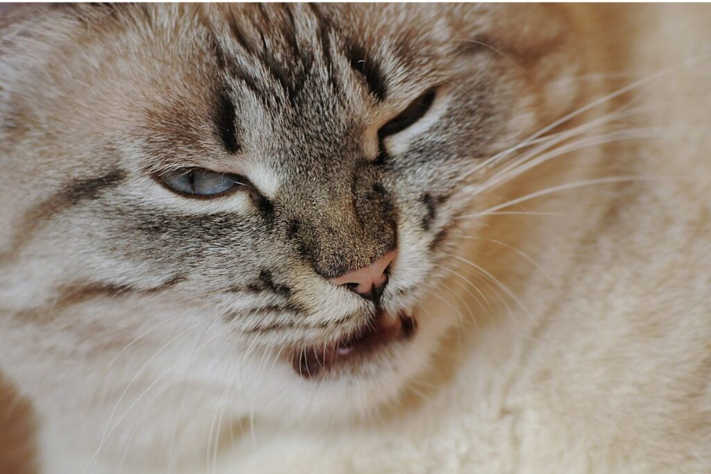 La inteligencia artificial que traduce el lenguaje oculto de los animales