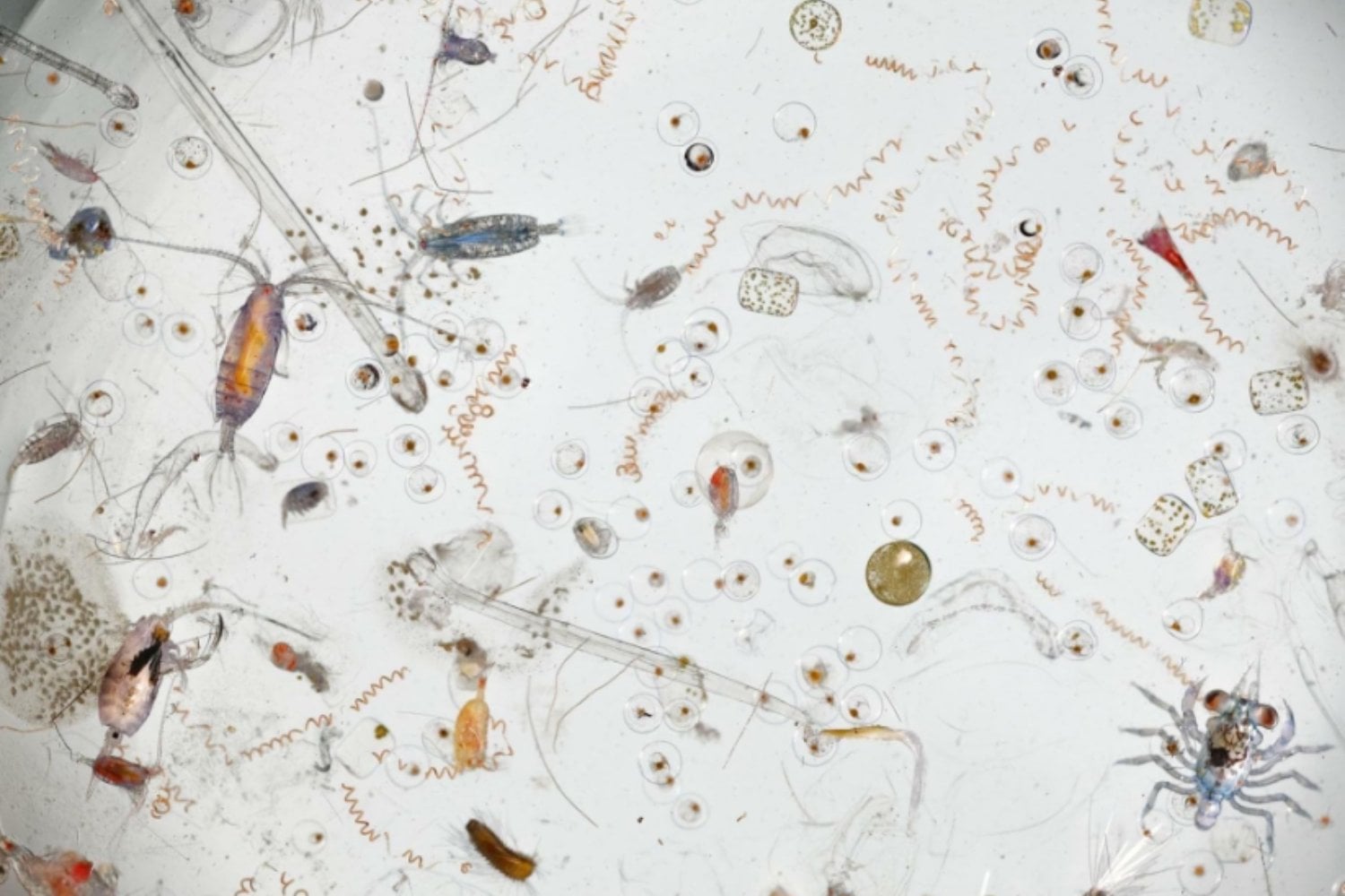 Microplásticos en el zooplancton: el hallazgo que alerta sobre el riesgo invisible en nuestros océanos