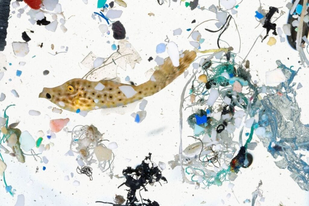 Microplásticos en el zooplancton: el hallazgo que alerta sobre el riesgo invisible en nuestros océanos