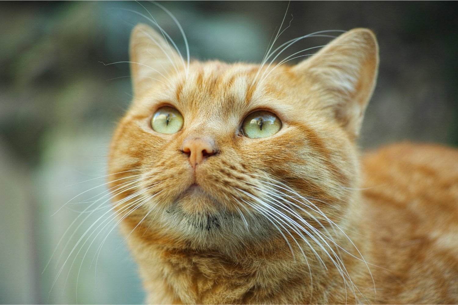El enigma de los gatos naranjas: ciencia, genética y mito de su personalidad