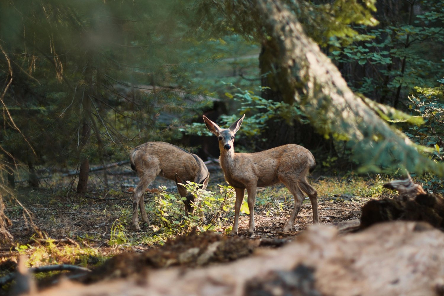 El planeta cruza una frontera peligrosa: ecosistemas al límite y futuro en riesgo