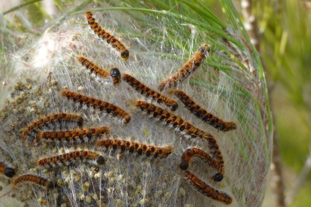 El enigma de las orugas peludas que aparecen y desaparecen como fantasmas)