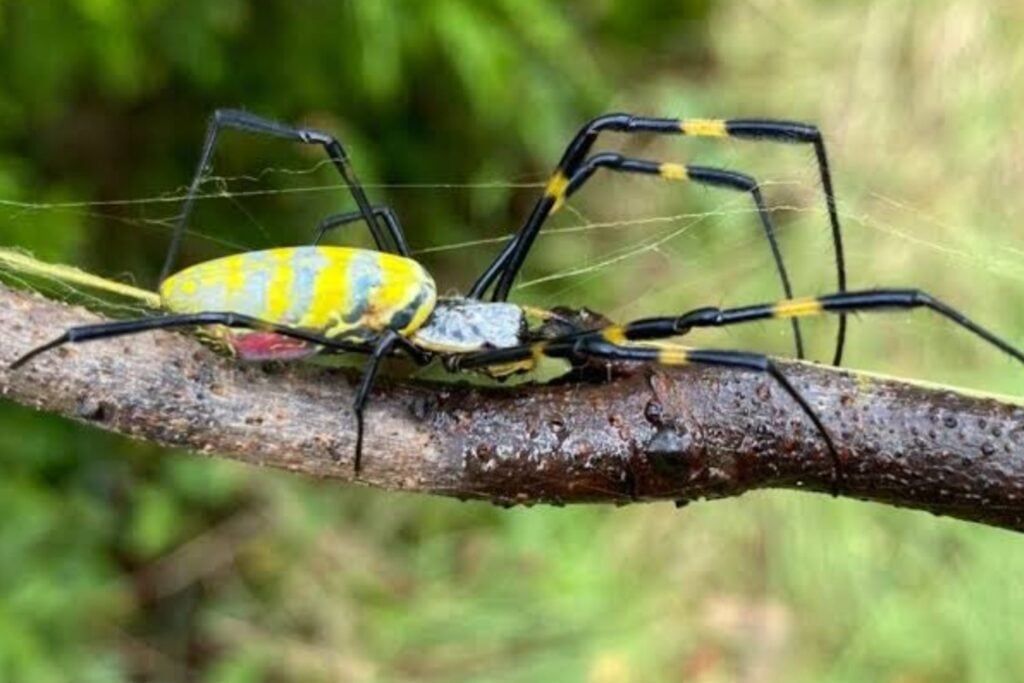 El inesperado canibalismo de la araña joro: la invasora que desconcierta a los científicos en Estados Unidos