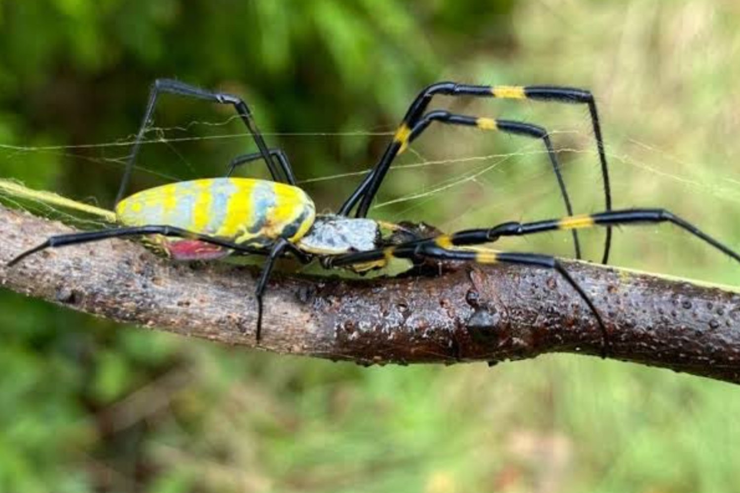 El inesperado canibalismo de la araña joro: la invasora que desconcierta a los científicos en Estados Unidos